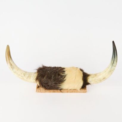 A Set of Wall-Mounted Cow Horns