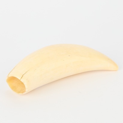 A Whale Tooth