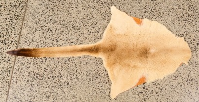 A Kangaroo Pelt