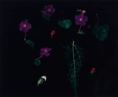 GRETA ANDERSON (Flowers)