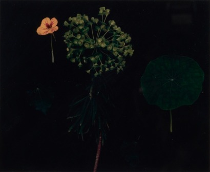 GRETA ANDERSON (Leaves)