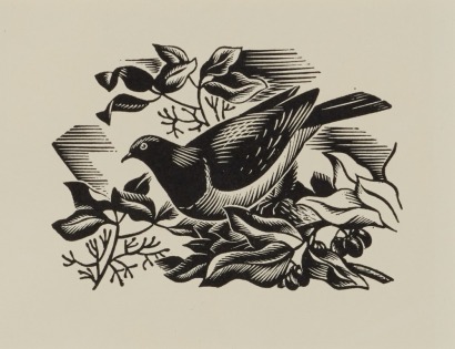 E. MERVYN TAYLOR Bush Pigeon