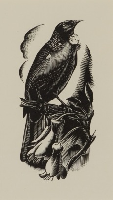 E. MERVYN TAYLOR Tui