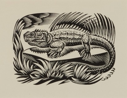 E. MERVYN TAYLOR Tuatara