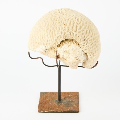 A Piece Of Mounted Coral