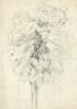 DAME LOUISE HENDERSON Tree Study