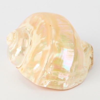 A Seashell