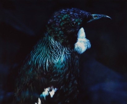 FIONA PARDINGTON Studies for a Portrait of a Tui