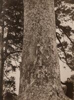 V.C. BROWNE Kauri Tree, Wharehine, North Auckland