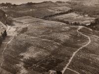 V.C. BROWNE Orchards Near Nelson, Marlborough