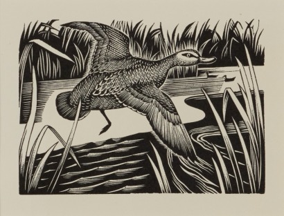 E. MERVYN TAYLOR Grey Duck