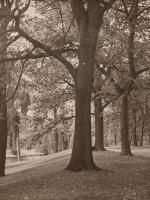 V.C. BROWNE Tree on the Banks of the River Avon