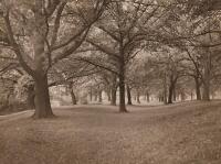 V.C. BROWNE Oak Trees in Hagley Park, Christchurch