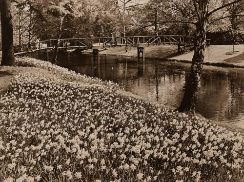 V.C. BROWNE Flowers on the Banks of the River Avon