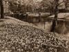 V.C. BROWNE Flowers on the Banks of the River Avon