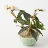 A Group Three Chinese Coloured Glass Floral Potted Arrangements - 4