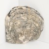 JOHN PHILEMON BACKHOUSE Painted Oyster Shell - 2