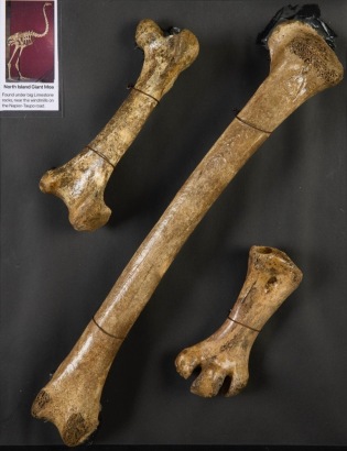 Three Bone Fragments of a North Island Giant Moa, Aotearoa