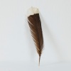 A Huia Feather, Aotearoa