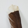 A Huia Feather, Aotearoa - 2