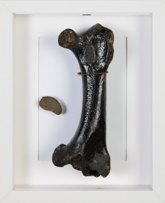 A Leg Bone of a Little Bush Moa, Aotearoa