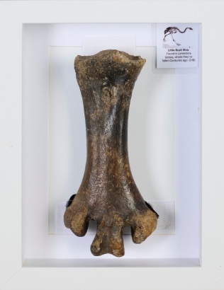 A Leg Bone of a Little Bush Moa, Aotearoa