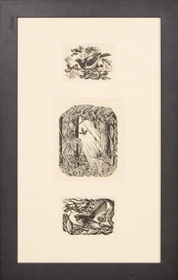 E MERVYN TAYLOR Bush Pigeon, Beach Forest, Fantail