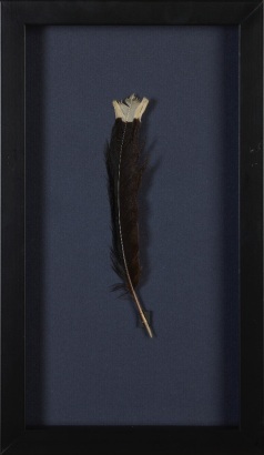 A Framed Huia Feather, Aotearoa