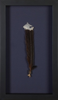 A Framed Huia Feather, Aotearoa