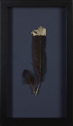 Two Framed Huia Feathers, Aotearoa