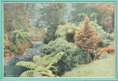 A Large NZ Bush Whites Aviation Print