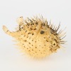 A Taxidermy Puffer Fish