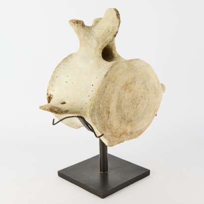 A Mounted Whale Vertebrae
