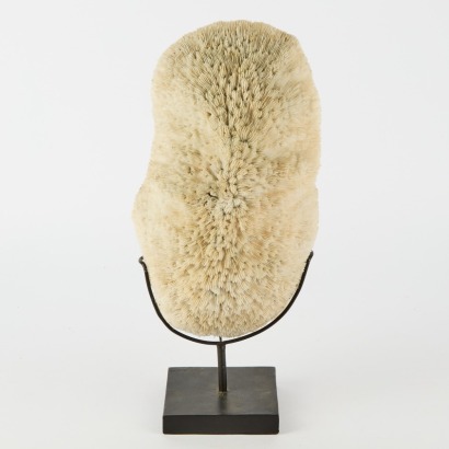 A Large Mounted Piece of Coral