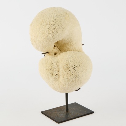A Large Mounted Piece of Coral