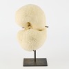 A Large Mounted Piece of Coral - 2
