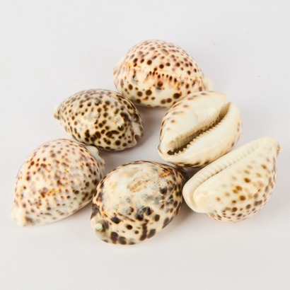 A Collection Of Six Tiger Cowrie Shells