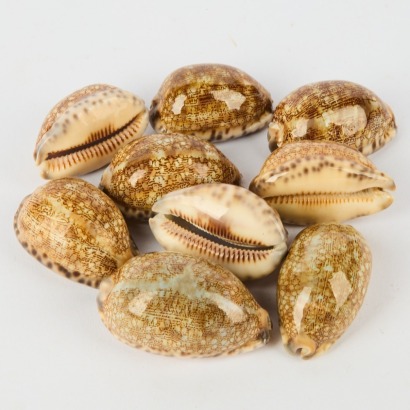 A Collection Of Eight Arabian Cowrie Shells