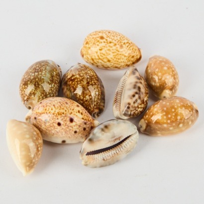 A Collection Of Nine Shells