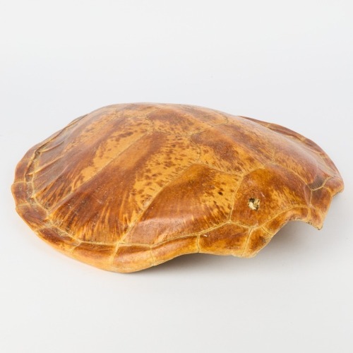 A Tortoise Shell