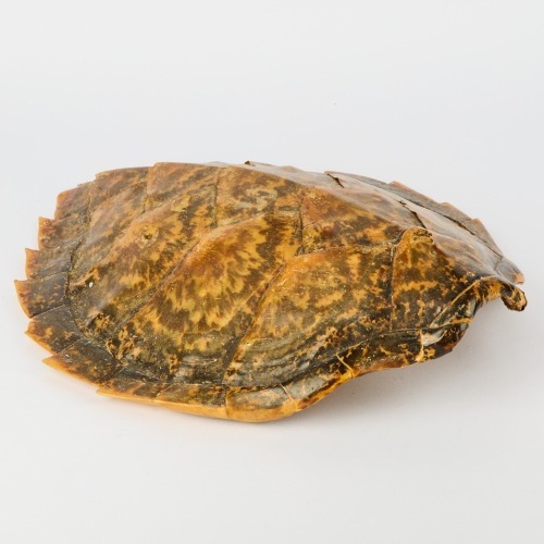 A Tortoise Shell