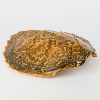 A Tortoise Shell