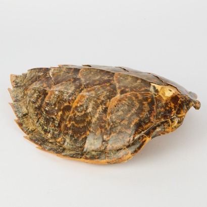 A Tortoise Shell
