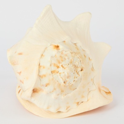 A Large Conch Shell