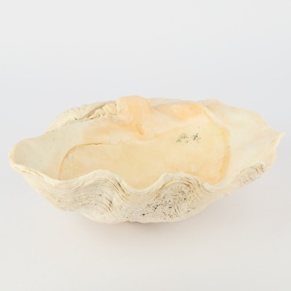 A Large Clam Shell