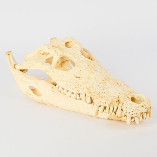 A Genuine Crocodile Skull