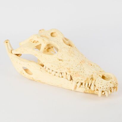 A Genuine Crocodile Skull