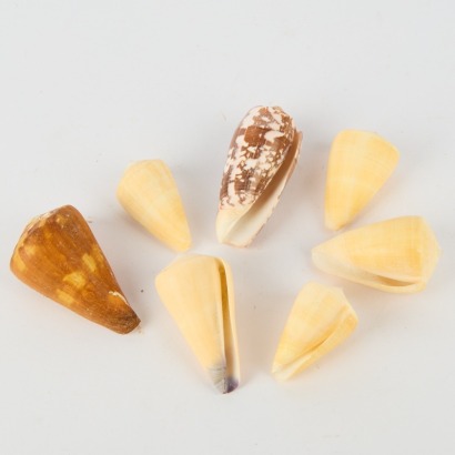 A Collection Of Seven Conus Quercinus Shells