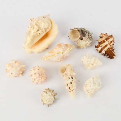 A Collection of Ten Shells
