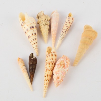 A Collection of Nine Shells